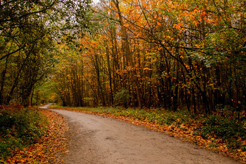 Obraz premium Road in autumn colour