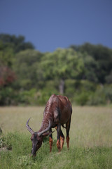 Wild Tsessebe Antelope in African Botswana savannah