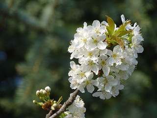 Bauschige Bl&uuml;ten
