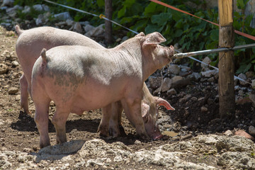 Little Domestic Pigs Quenching their Thirst from Pipe in a Farm