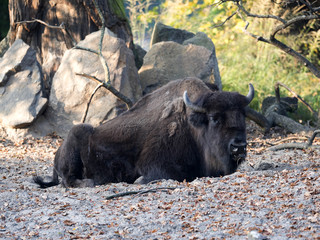 European bison, Bison bonasus, is the most powerful European animal