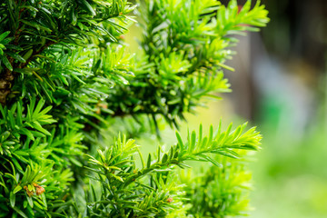 Taxus (Yew tree) in the garden. Selective focus. Shallow depth of field.