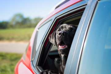 Black dog sit in the car and looks out of the window.