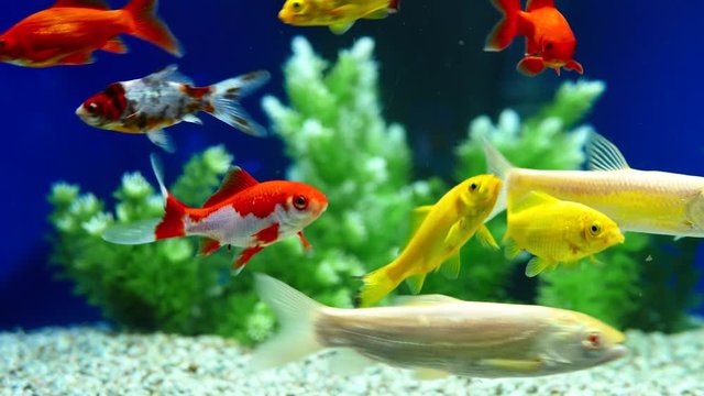 Yellow and Red Goldfish Swimming In Aquarium