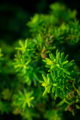 Taxus (Yew tree) in the garden. Selective focus. Shallow depth of field.