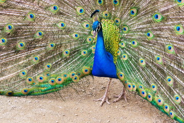 Obraz premium Beautiful indian blue peafowl male showing bright colorful feathers