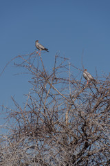 Goshawk Perched - Etosha National Park -Namibia - 2017