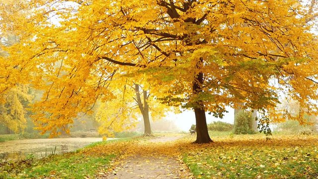Autumn park fog leaves