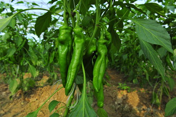Green pepper in greenhouses