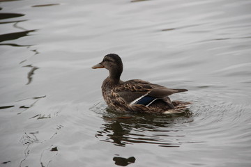 Duck