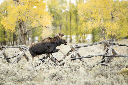Bull Moose