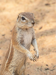 Cape Ground Squirrel Portrait