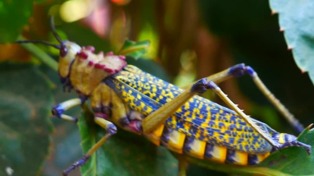 Amazing Colourful bug Phymateus viridipes aka Rainbow Milkweed Locust Grasshopper explainer youtube cover footage
