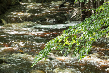 Bachlauf nach einem Hochwasser