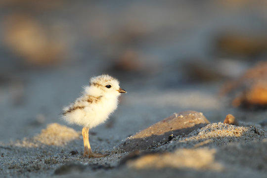 Piping Plover Chick