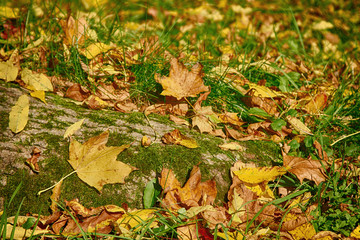 autumn leaves lying on the green grass and partly on the tree roots