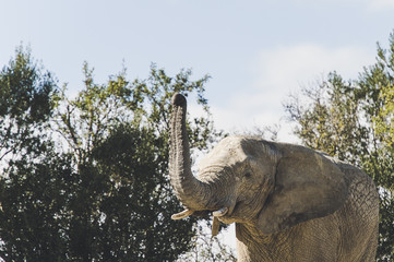 Elephant