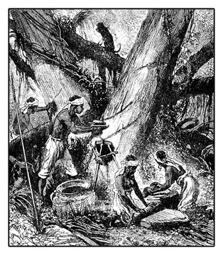 XIX century illustration of latex harvesting  from palaquium tree for gutta-percha production with incisions on the tree bark