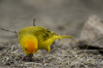 Yellow bird