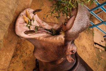 portrait of eating hippopotamus in Niamey, Niger