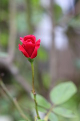 Rose bud
