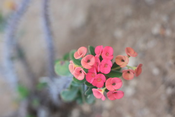 Fototapeta na wymiar Euphorbia milii 