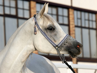 Thoroughbred white arabian horse portrait
