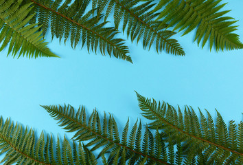 Fototapeta na wymiar Green fern leaves on blue background.