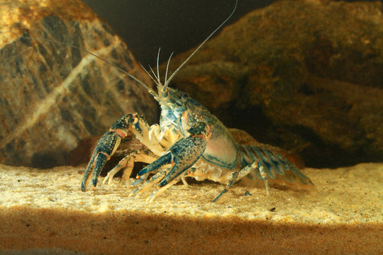 Like a lobster Eastern crayfish, orconectes limosus