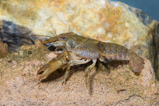 Lobster like  freshwater crayfish, Austropotamobius torrentium