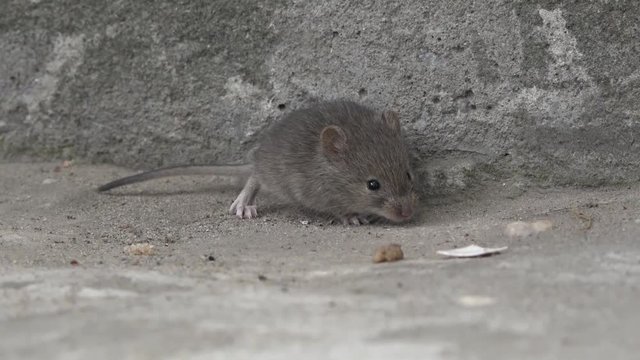 Field mouse on the porch of the house.(Microtus arvalis)