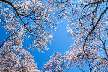 Cherry blossom with blue sky in background.