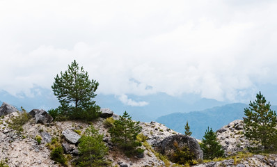  pine grows from a rock in the mountains