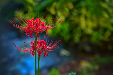 
Licorice /Higanbana, the Latin name - Lycoris radiata (bulbous plant of the family Amaryllidaceae). 
In Japanese, the title of this flower - Higanbana (Higanbana). 