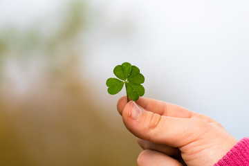 Four leaf clover in small hand