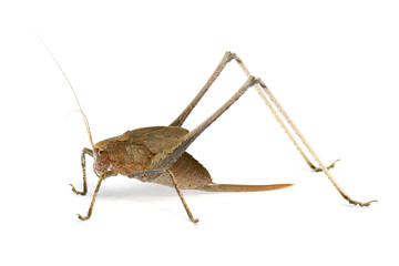 Katydid grasshopper (female) from Thailand/southeast Asia on white background