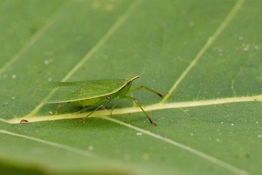 Image of Planthopper Green Insect Leafhopper on green leaves. Insect Animal