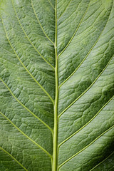 Image of background texture of green leaves for your design.