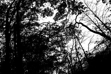 Black silhouette of trees with leaves and twigs on a white background. Deciduous trees. Abstract silhouette of a natural landscape. Design Element