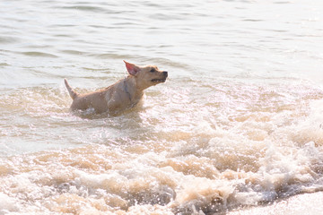 Fototapeta premium labrador retriever