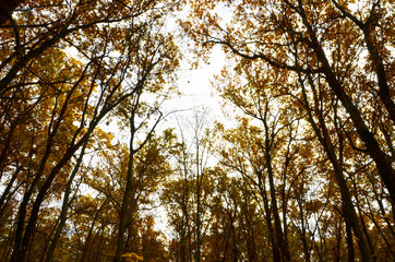 Multicolored tree crowns on a white background. Deciduous trees. Gold and yellow leaves on the bright sky. Design Element