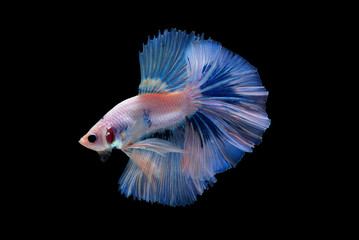 Halfmoon Fancy Betta Fish
