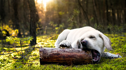 Labrador dog gnawing on a tree in bright sunlight