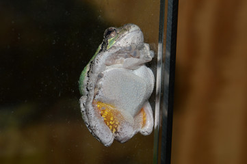 Tree frog