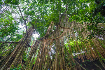 Obraz premium Huge tree roots hanging down at the tropical jungle. Landscape of Monkey Forest, Ubud, Bali, Indonesia.