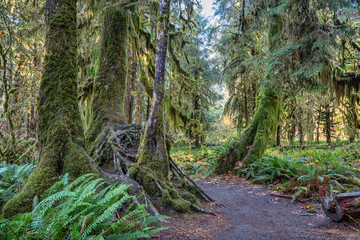 Obraz premium Hoh Rainforest at Olympic national Park, Washington, USA