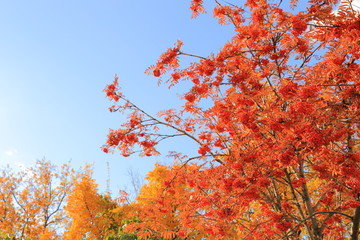 Red ashberry and yellow trees against a blue autumn sky.
