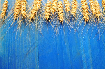 Ripe wheat bran on the table