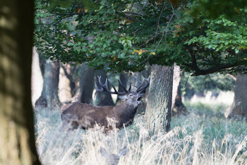 Red deer