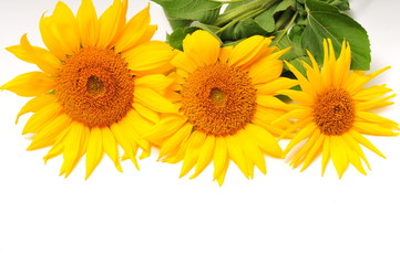 Sunflowers on a white background